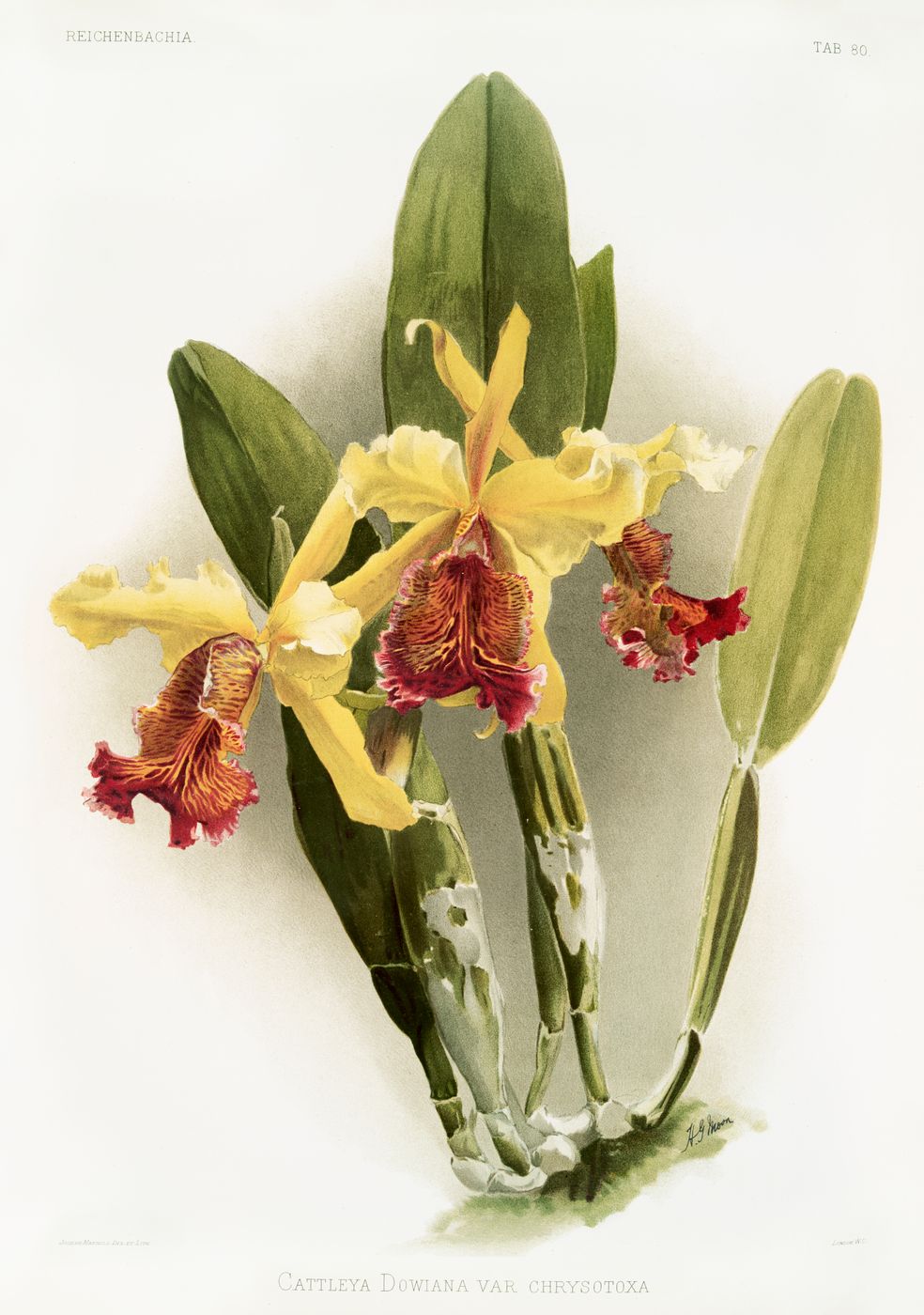 Reichenbachia Orchid Print No. 74 - Vintage Botanical Orchid Illustration, Floral Wall Art, Elegant Cottagecore Decor