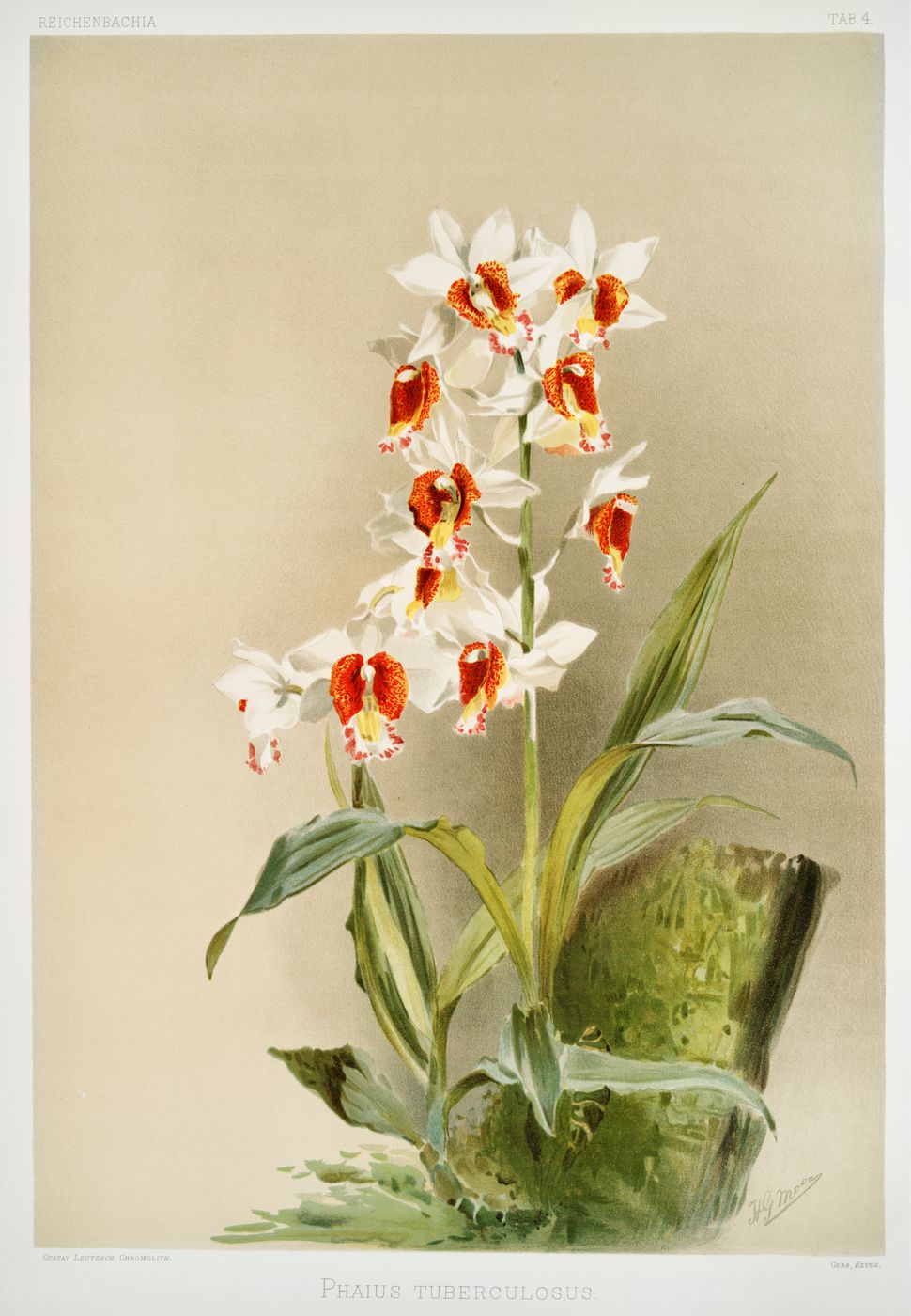 Reichenbachia Orchid Print No. 96