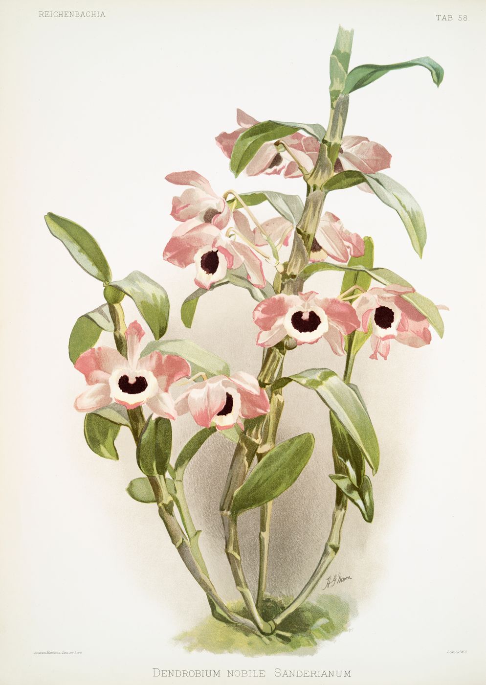 Vintage Orchid Print No. 97