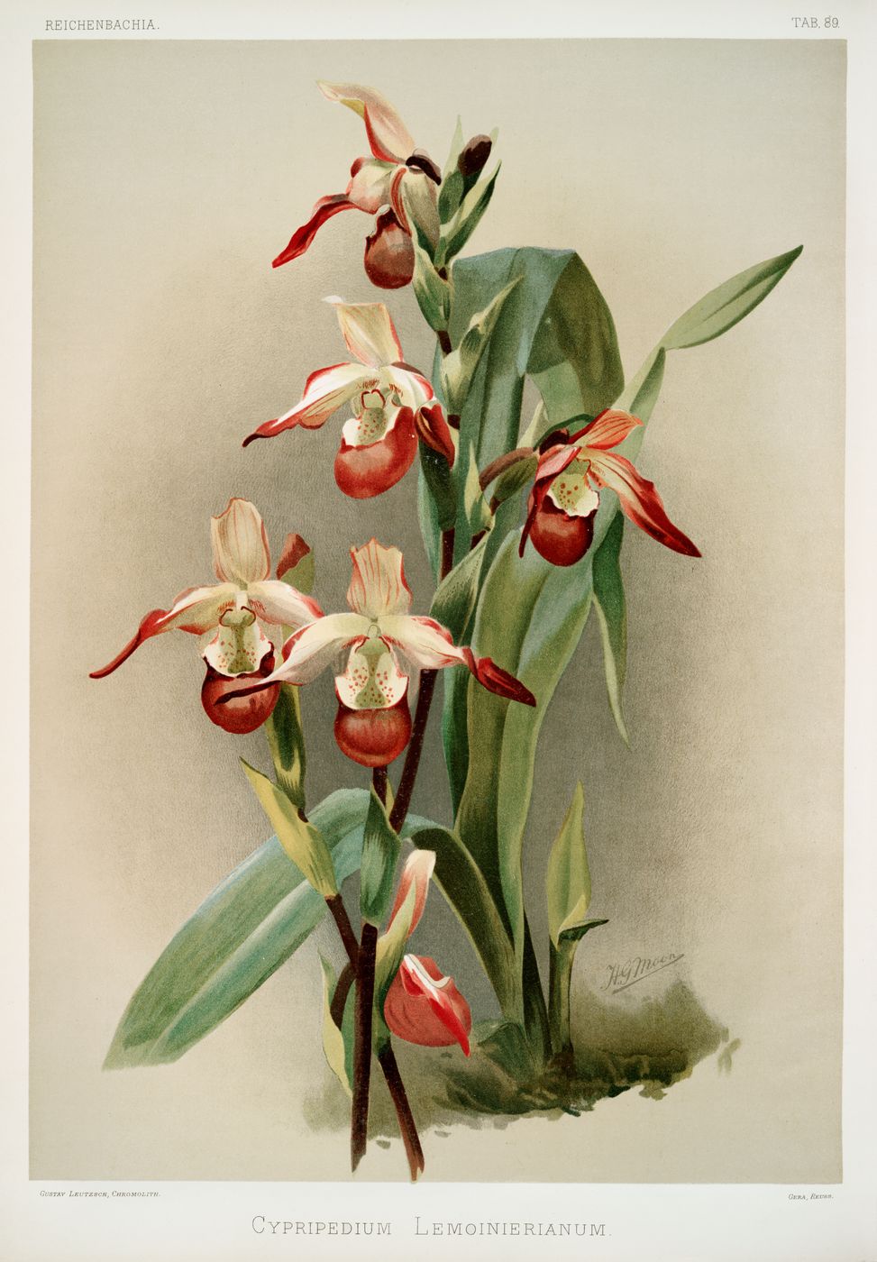 Reichenbachia Orchid Print No. 104
