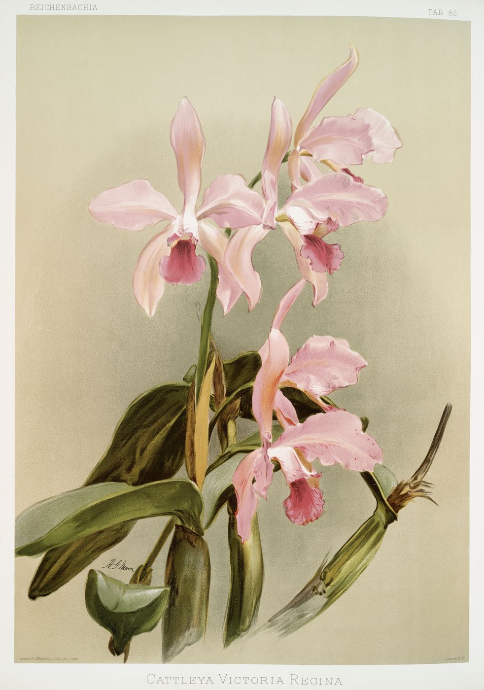 Reichenbachia Orchid Print No. 118
