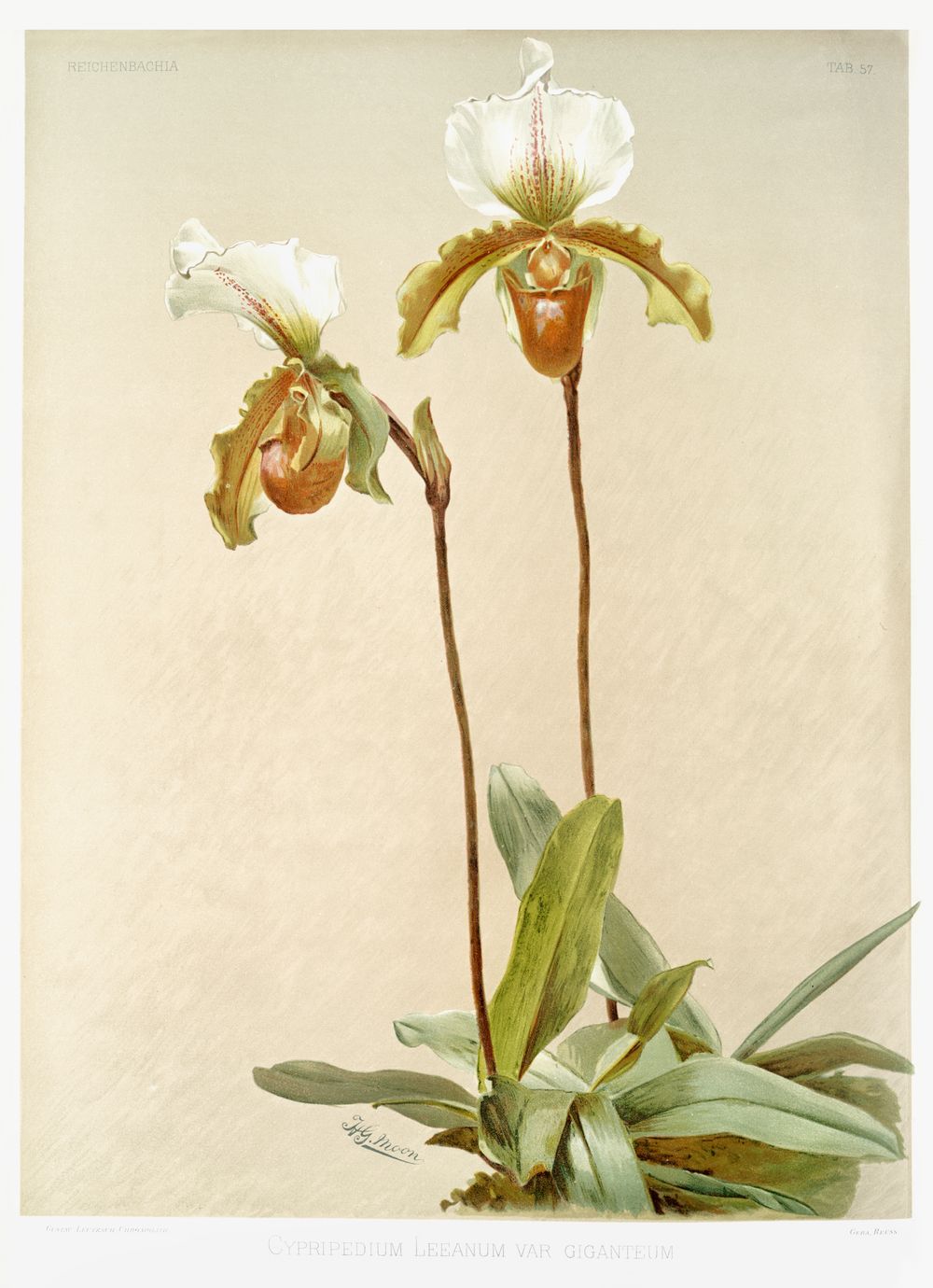 Vintage Orchid Print No. 139