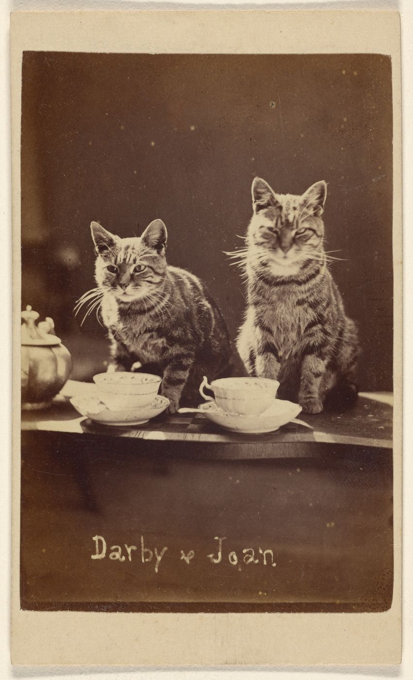 Victorian Cats Photograph