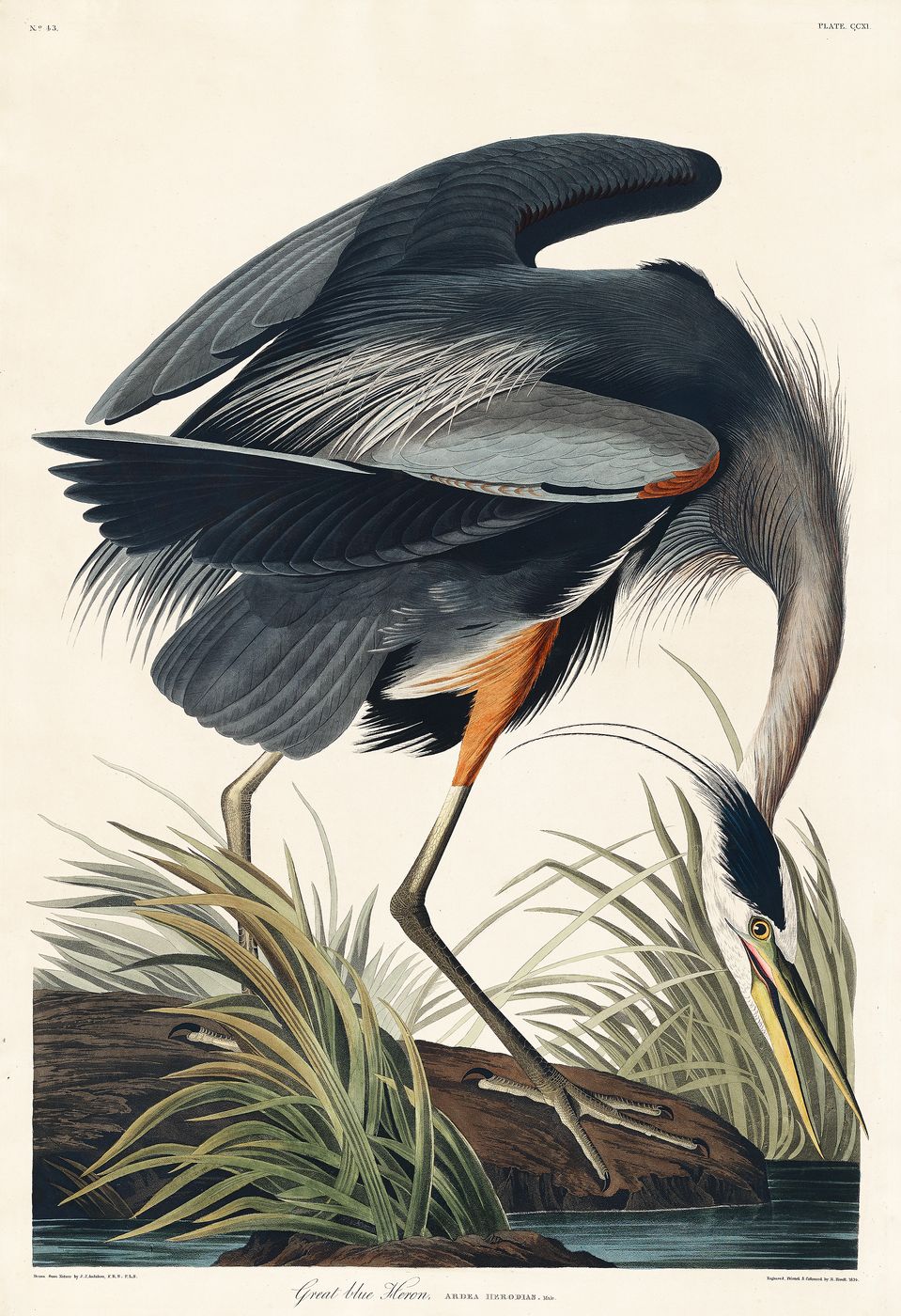 Great Blue Heron - John James Audubon Bird Print, Vintage Birds of America Illustration, Antique Ornithology Wall Art, Naturalist Decor