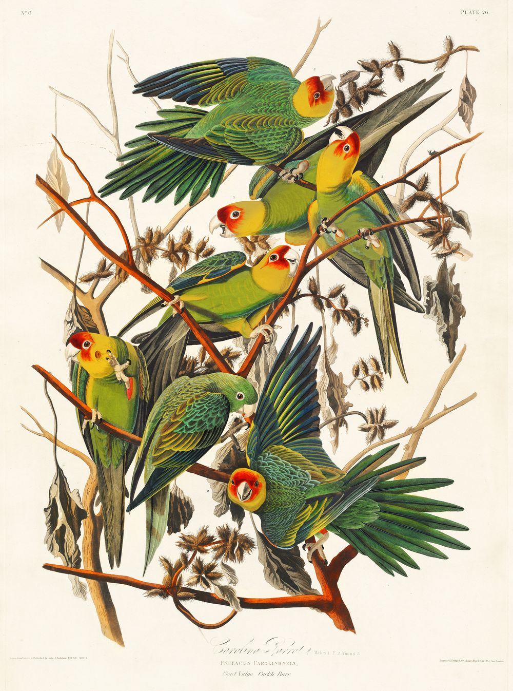Carolina Parakeet - John James Audubon Bird Print, Vintage Birds of America Illustration, Antique Ornithology Wall Art, Naturalist Decor