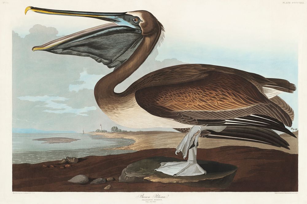 Brown Pelican - John James Audubon Bird Print, Vintage Birds of America Illustration, Antique Ornithology Wall Art, Naturalist Decor
