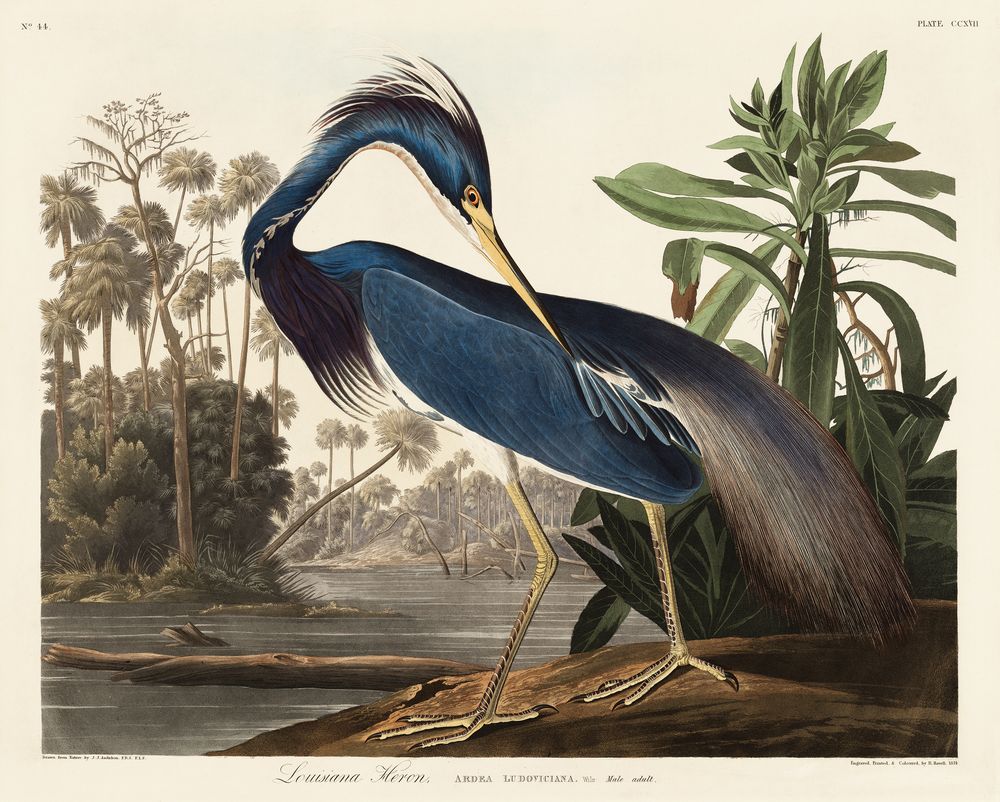 Louisiana Heron - John James Audubon Bird Print, Vintage Birds of America Illustration, Antique Ornithology Wall Art, Naturalist Decor