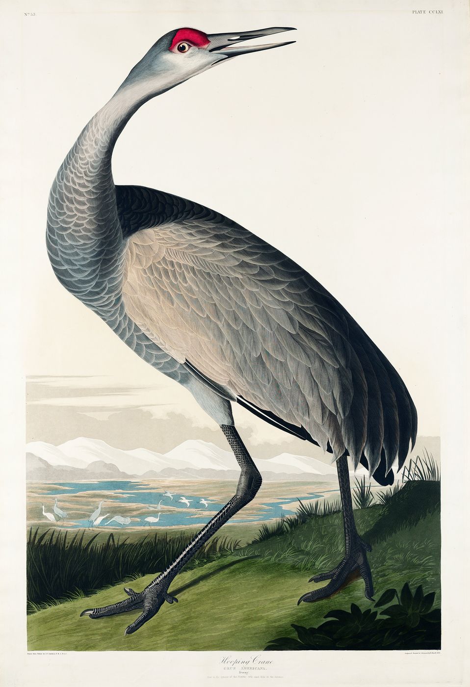 Sandhill Crane - John James Audubon Bird Print, Vintage Birds of America Illustration, Antique Ornithology Wall Art, Naturalist Decor