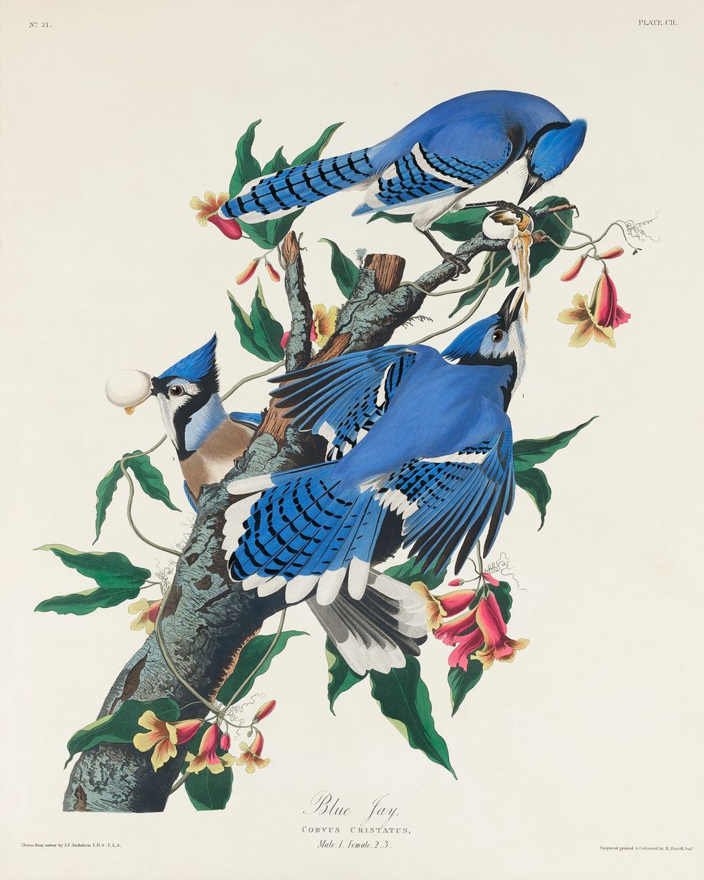 Blue Jay
