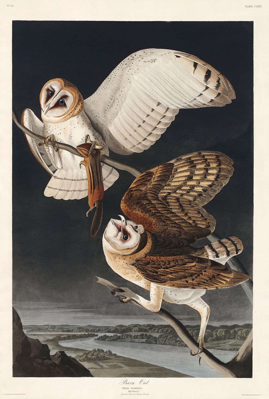 Barn Owl