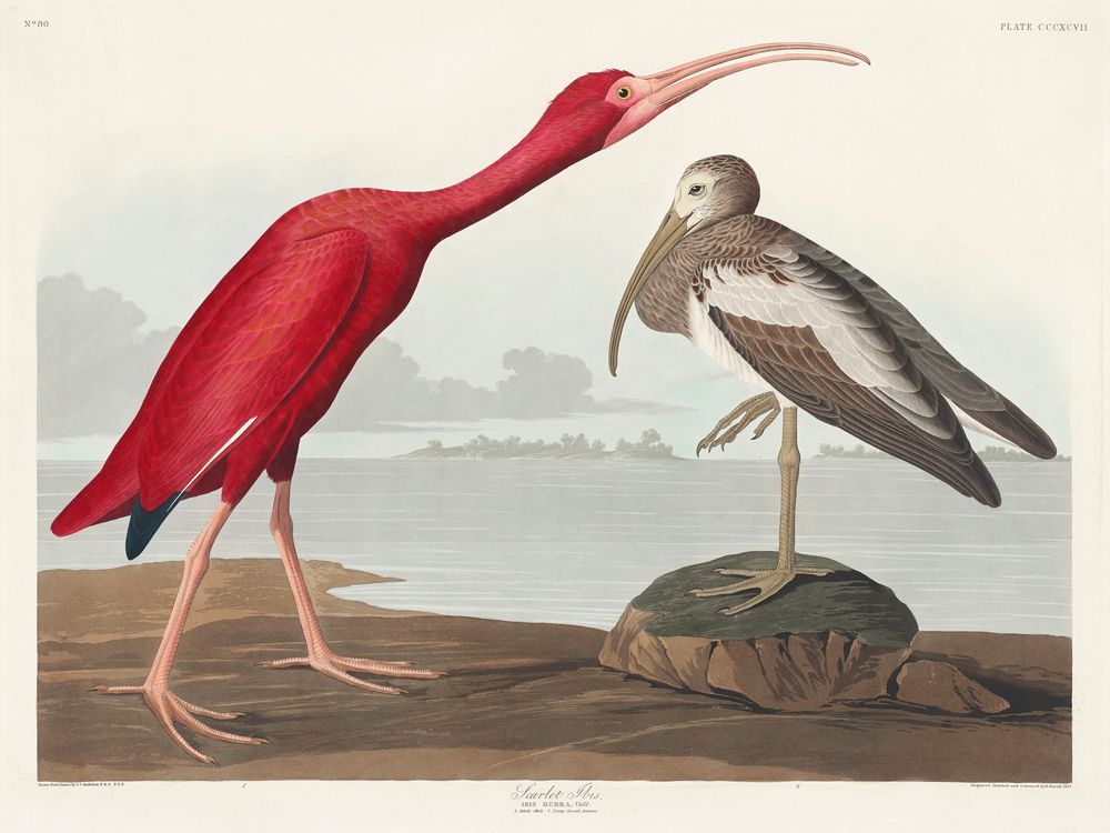 Scarlet Ibis