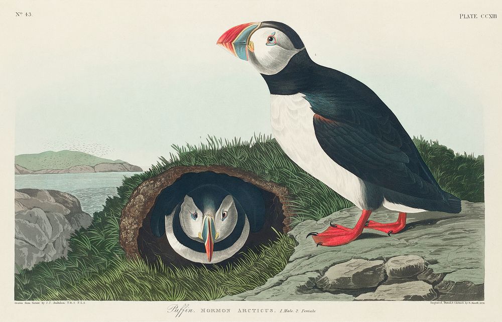 Atlantic Puffin