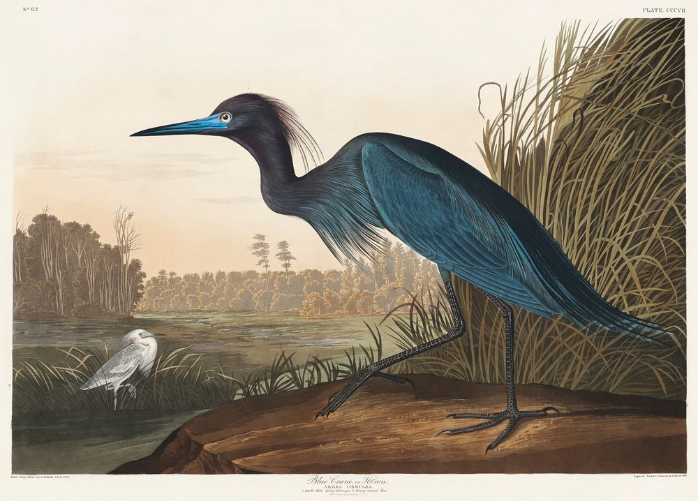 Little Blue Heron