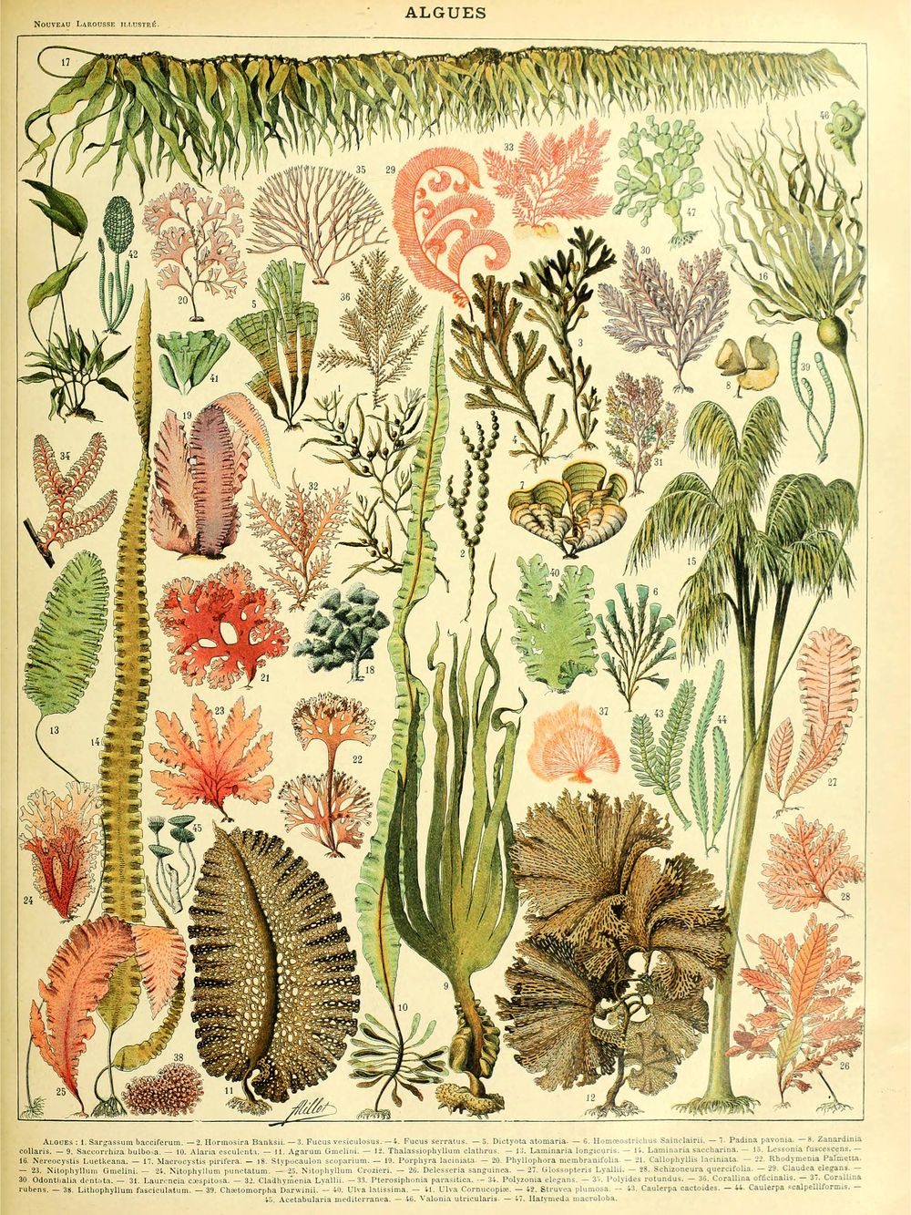 Algues - Adolphe Millot Natural History Print, Antique Larousse Illustration, Vintage Science Wall Art, Educational Poster