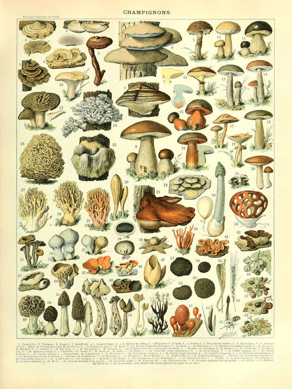 Champignon - Adolphe Millot Natural History Print, Antique Larousse Illustration, Vintage Science Wall Art, Educational Poster