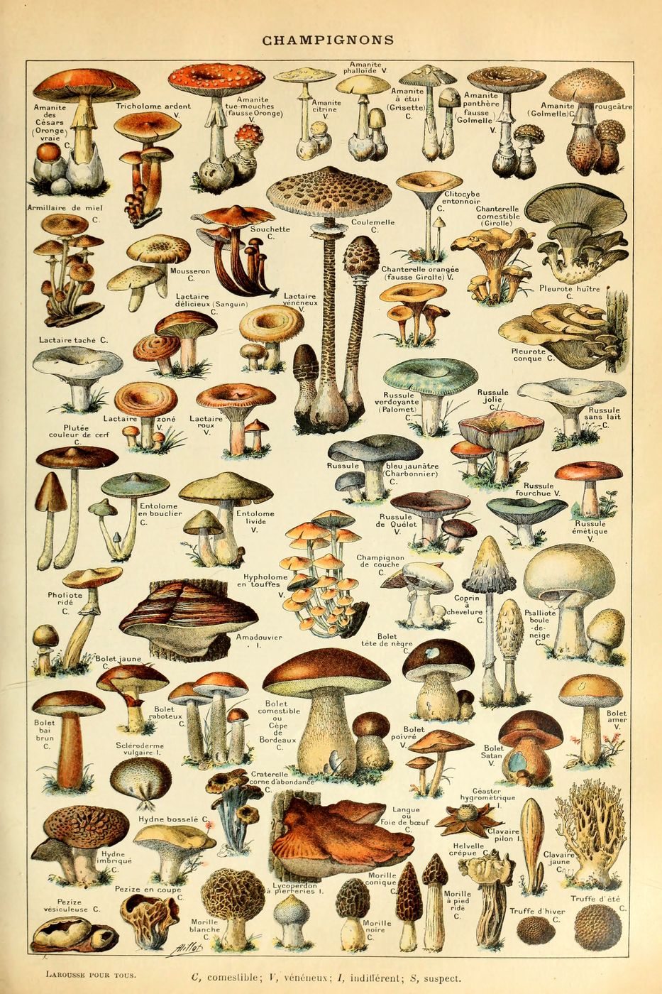 Champignons Pour Tous - Adolphe Millot Natural History Print, Antique Larousse Illustration, Vintage Science Wall Art, Educational Poster