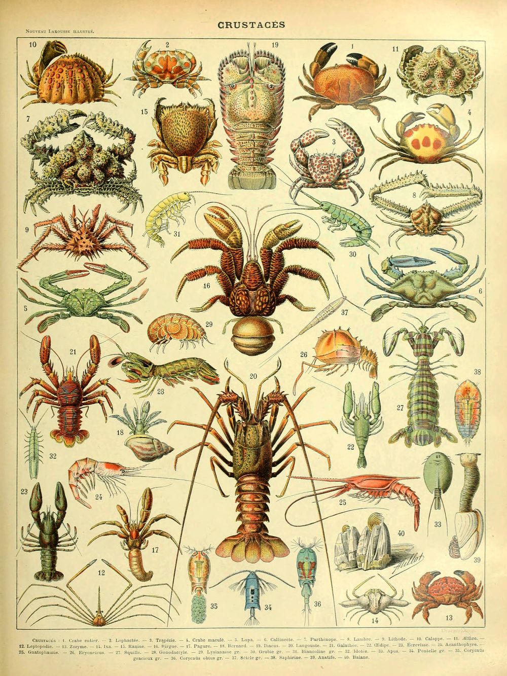 Crustaces - Adolphe Millot Natural History Print, Antique Larousse Illustration, Vintage Science Wall Art, Educational Poster