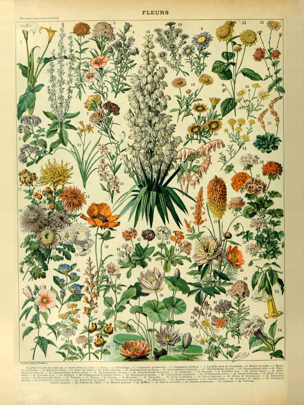 Fleurs - Adolphe Millot Natural History Print, Antique Larousse Illustration, Vintage Science Wall Art, Educational Poster