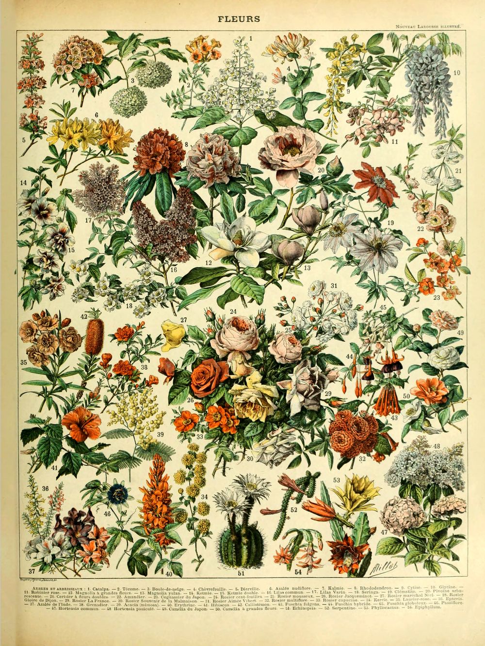 Fleurs - Adolphe Millot Natural History Print, Antique Larousse Illustration, Vintage Science Wall Art, Educational Poster