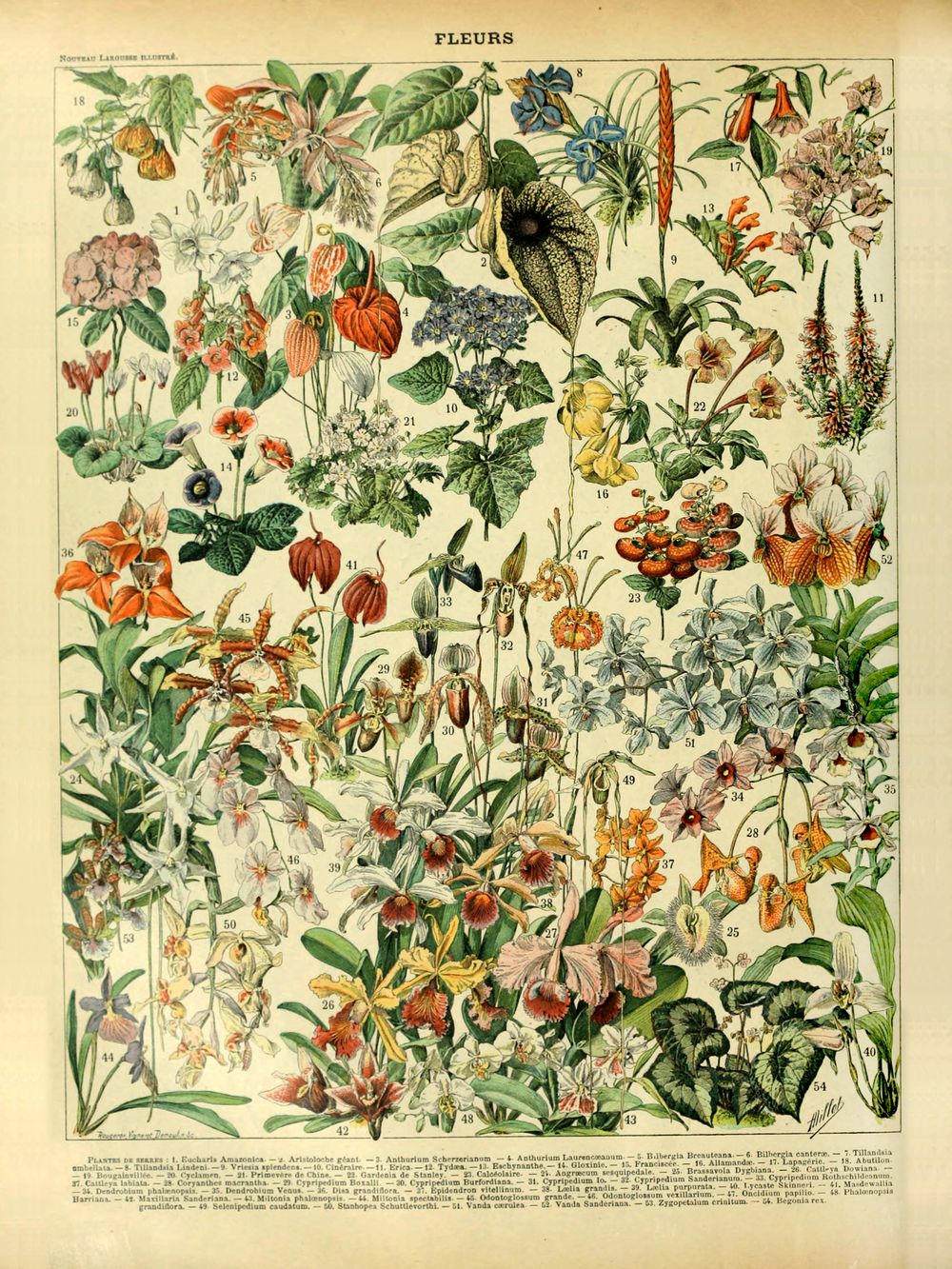 Fleurs - Adolphe Millot Natural History Print, Antique Larousse Illustration, Vintage Science Wall Art, Educational Poster