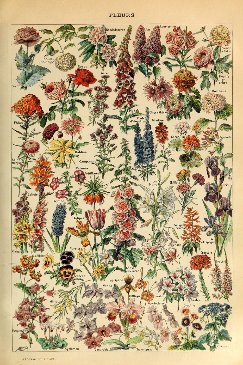 Fleurs Pour Tous - Adolphe Millot Natural History Print, Antique Larousse Illustration, Vintage Science Wall Art, Educational Poster