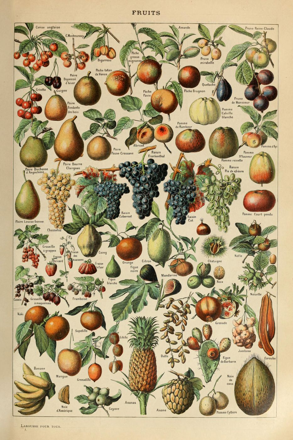 Fruits Pour Tous 50 - Adolphe Millot Natural History Print, Antique Larousse Illustration, Vintage Science Wall Art, Educational Poster