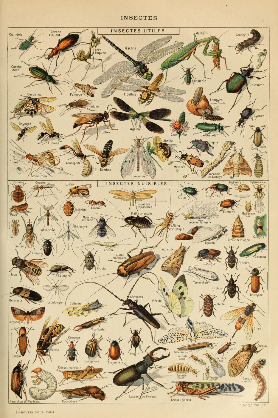 Insectes 3 - Adolphe Millot Natural History Print, Antique Larousse Illustration, Vintage Science Wall Art, Educational Poster