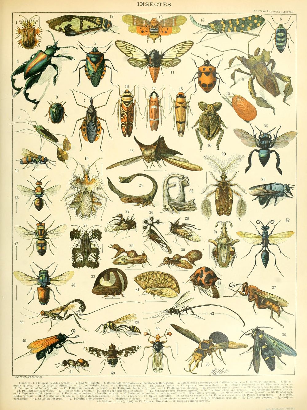 Insectes - Adolphe Millot Natural History Print, Antique Larousse Illustration, Vintage Science Wall Art, Educational Poster