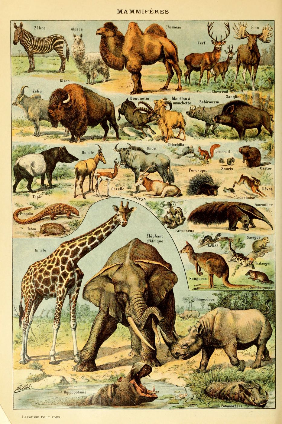 Mammiferes a Pour Tous 2 - Adolphe Millot Natural History Print, Antique Larousse Illustration, Vintage Science Wall Art, Educational Poster