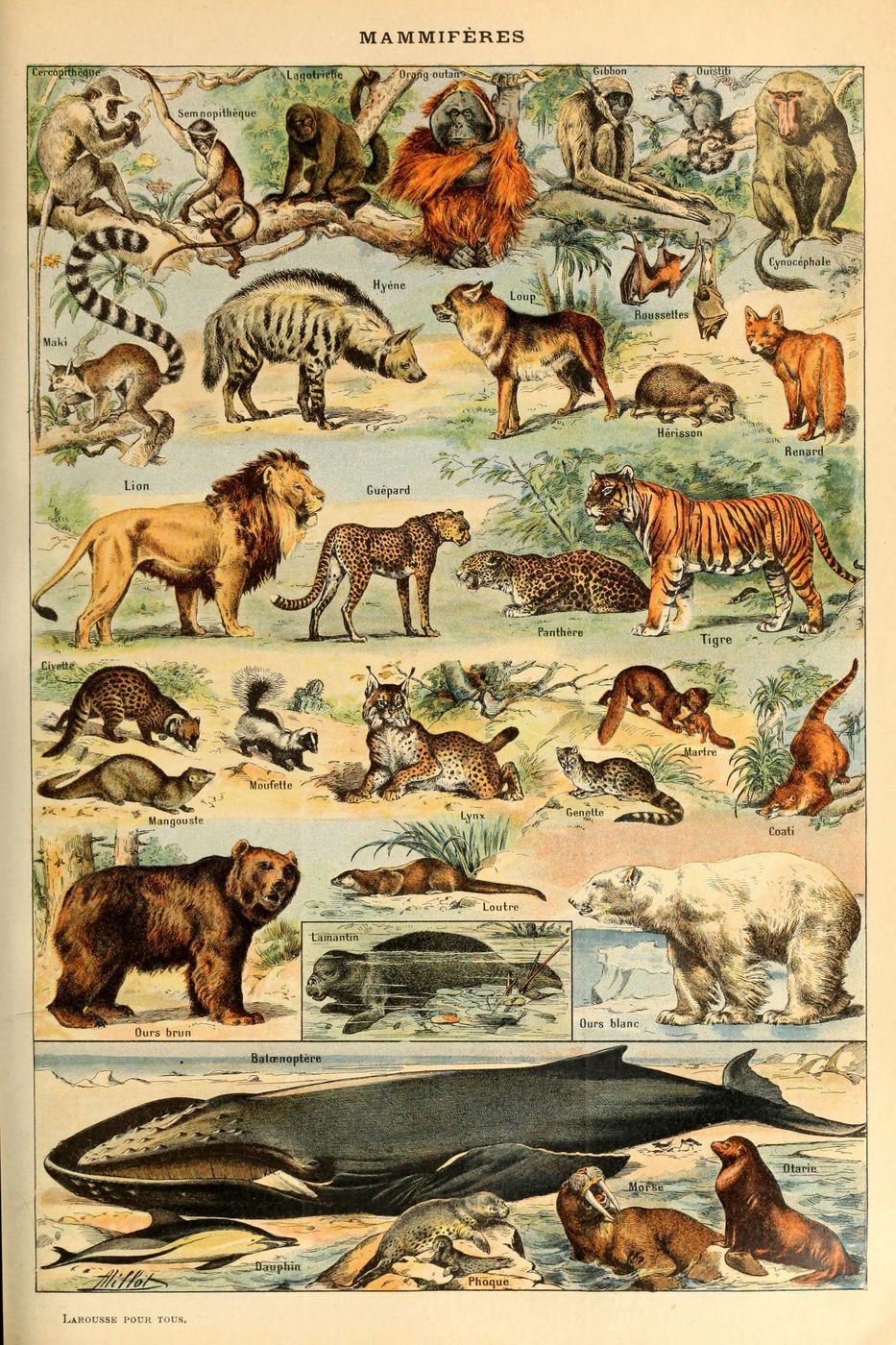 Mammiferes B Pour Tous 1 - Adolphe Millot Natural History Print, Antique Larousse Illustration, Vintage Science Wall Art, Educational Poster