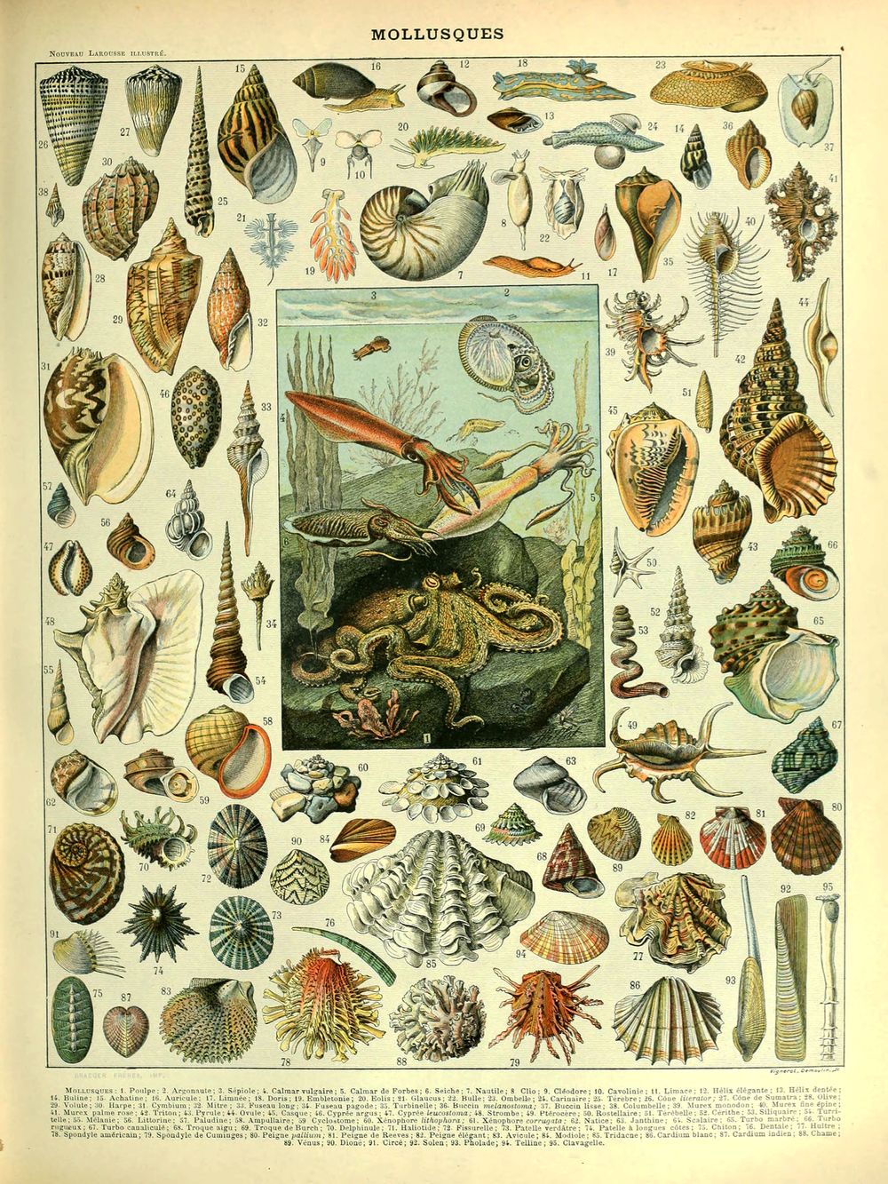 Mollusques Sea Life Poster - Adolphe Millot Natural History Print, Antique Larousse Illustration, Vintage Science Wall Art, Educational Post