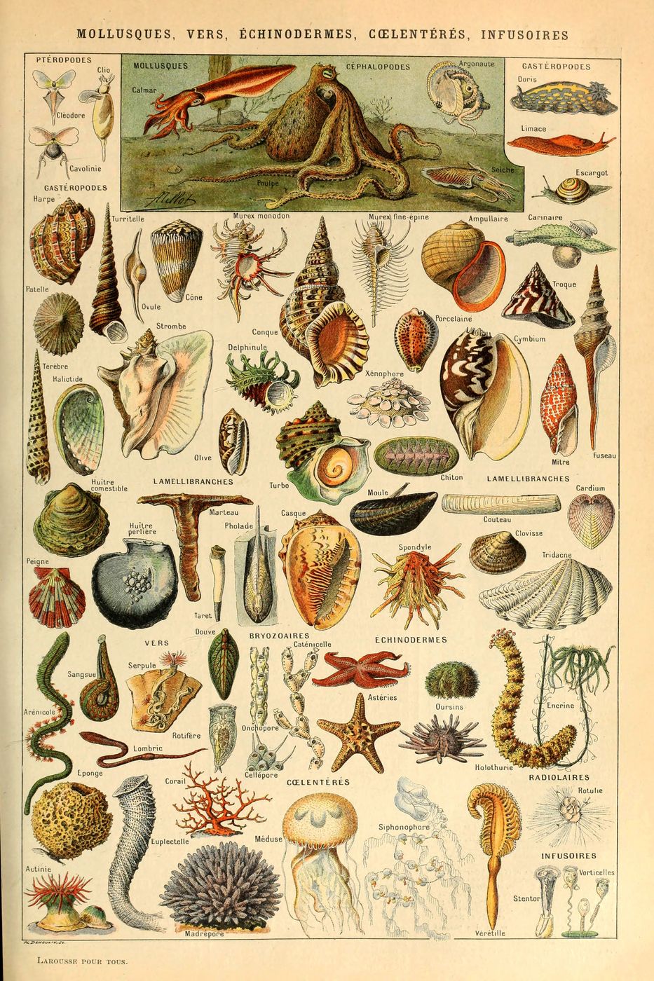 Mollusques Vers Echinodermes Coelenteres Infusoires - Adolphe Millot Natural History Print, Antique Larousse Illustration, Vintage Science W