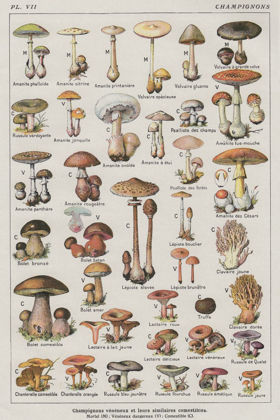 Mushroom Chart - Adolphe Millot Natural History Print, Antique Larousse Illustration, Vintage Science Wall Art, Educational Poster