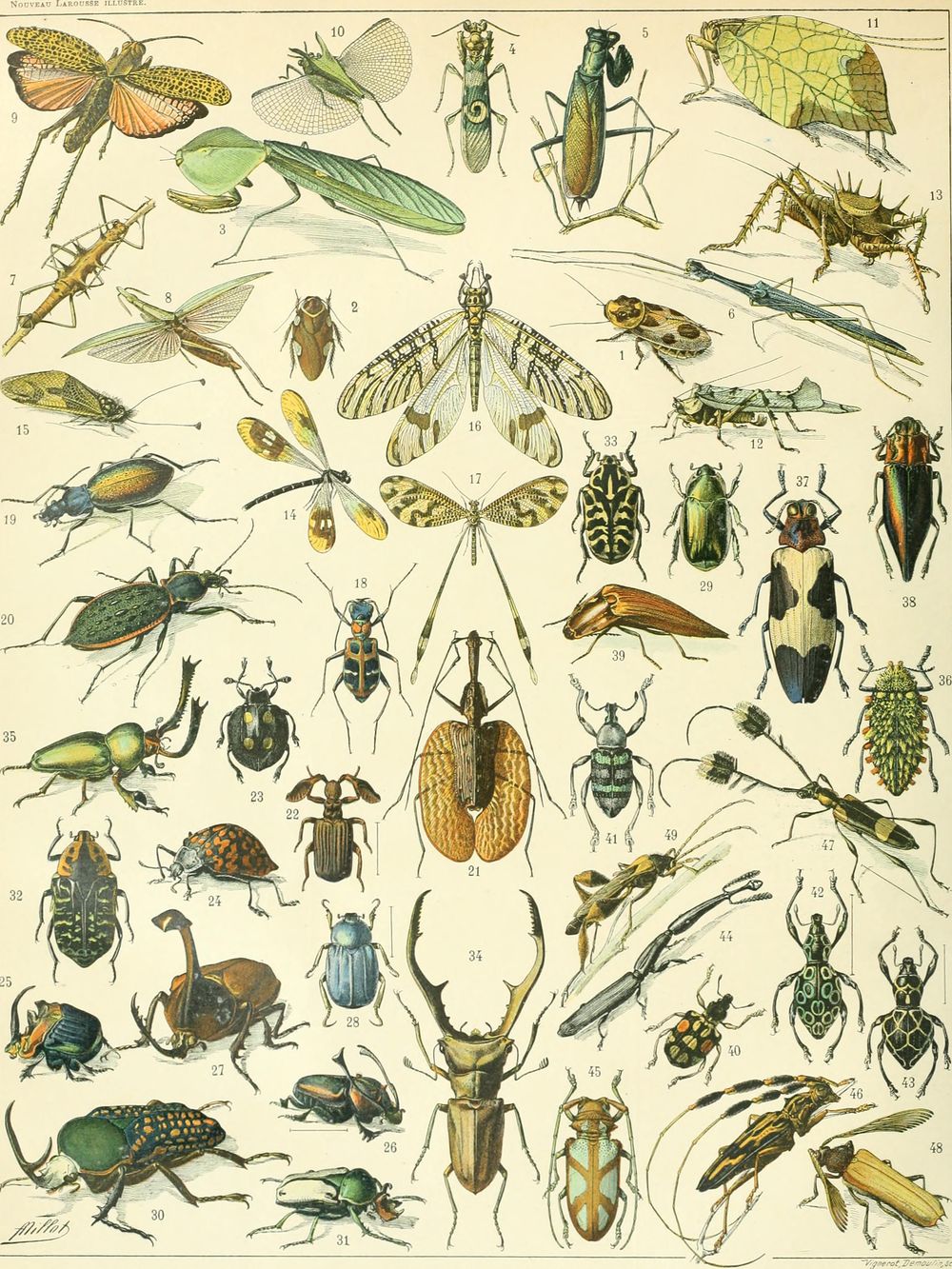 Nouveau Larousse Illustre Insects - Adolphe Millot Natural History Print, Antique Larousse Illustration, Vintage Science Wall Art, Education