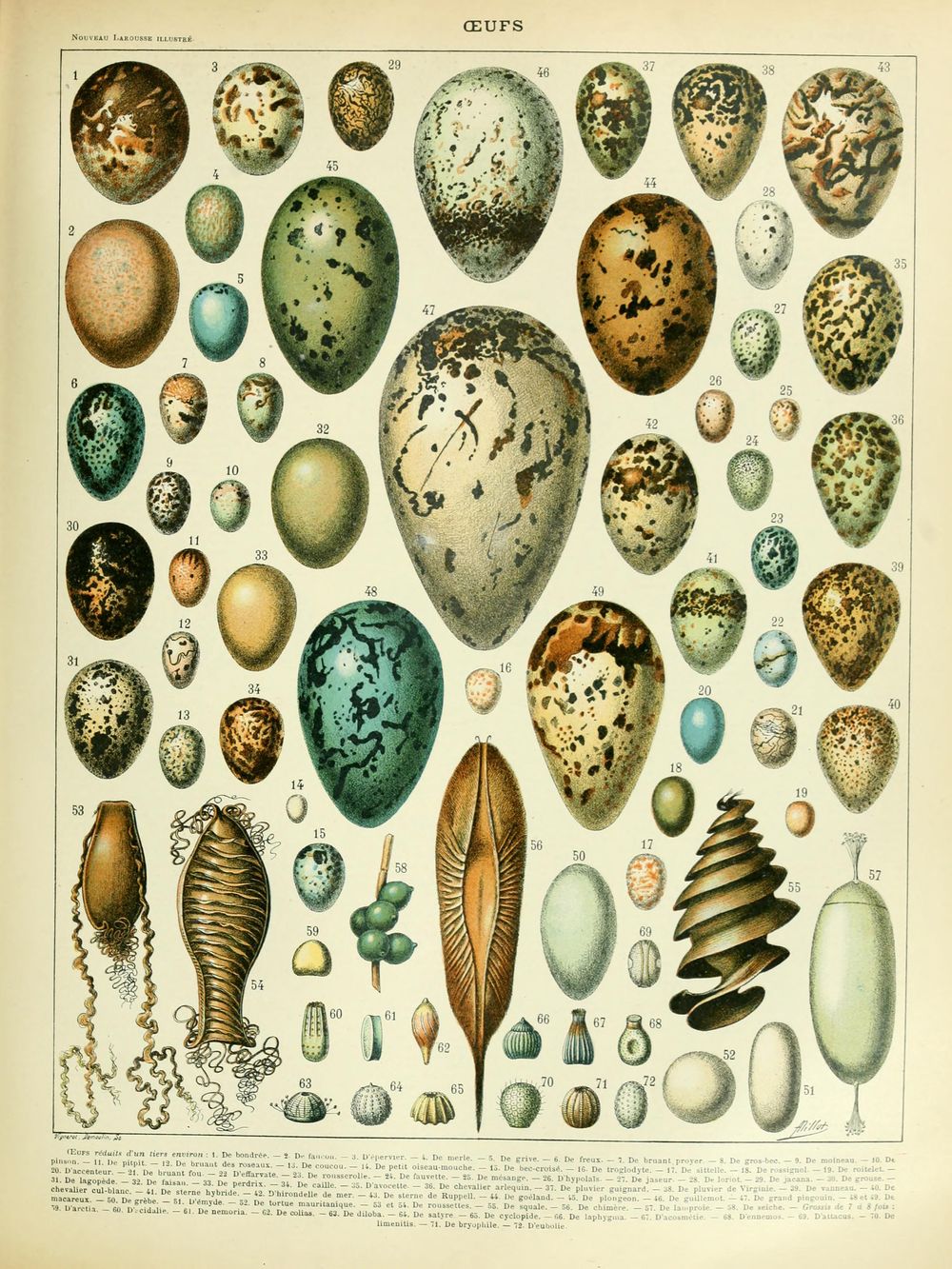 Oeufs - Adolphe Millot Natural History Print, Antique Larousse Illustration, Vintage Science Wall Art, Educational Poster