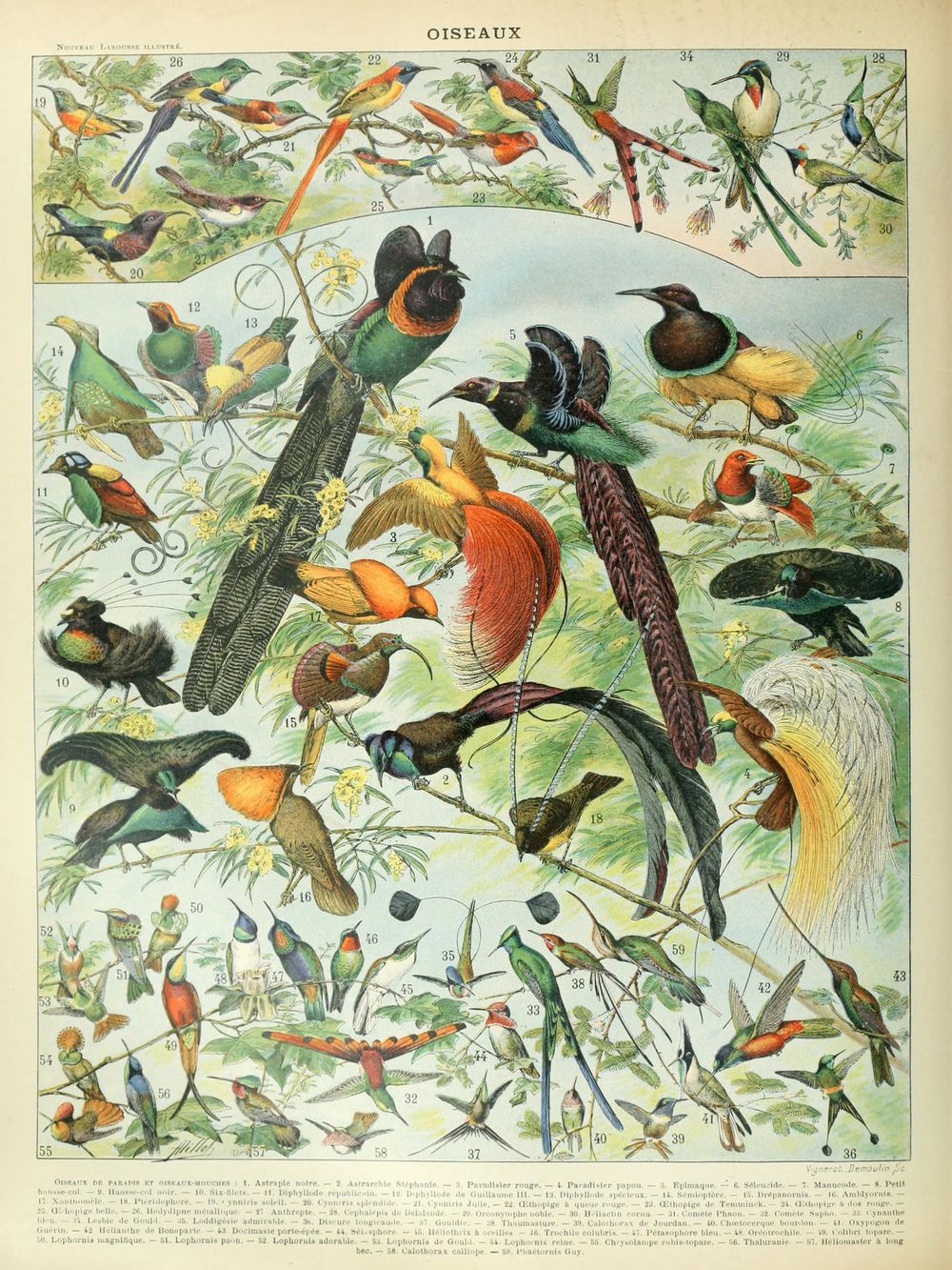 Oiseaux - Adolphe Millot Natural History Print, Antique Larousse Illustration, Vintage Science Wall Art, Educational Poster