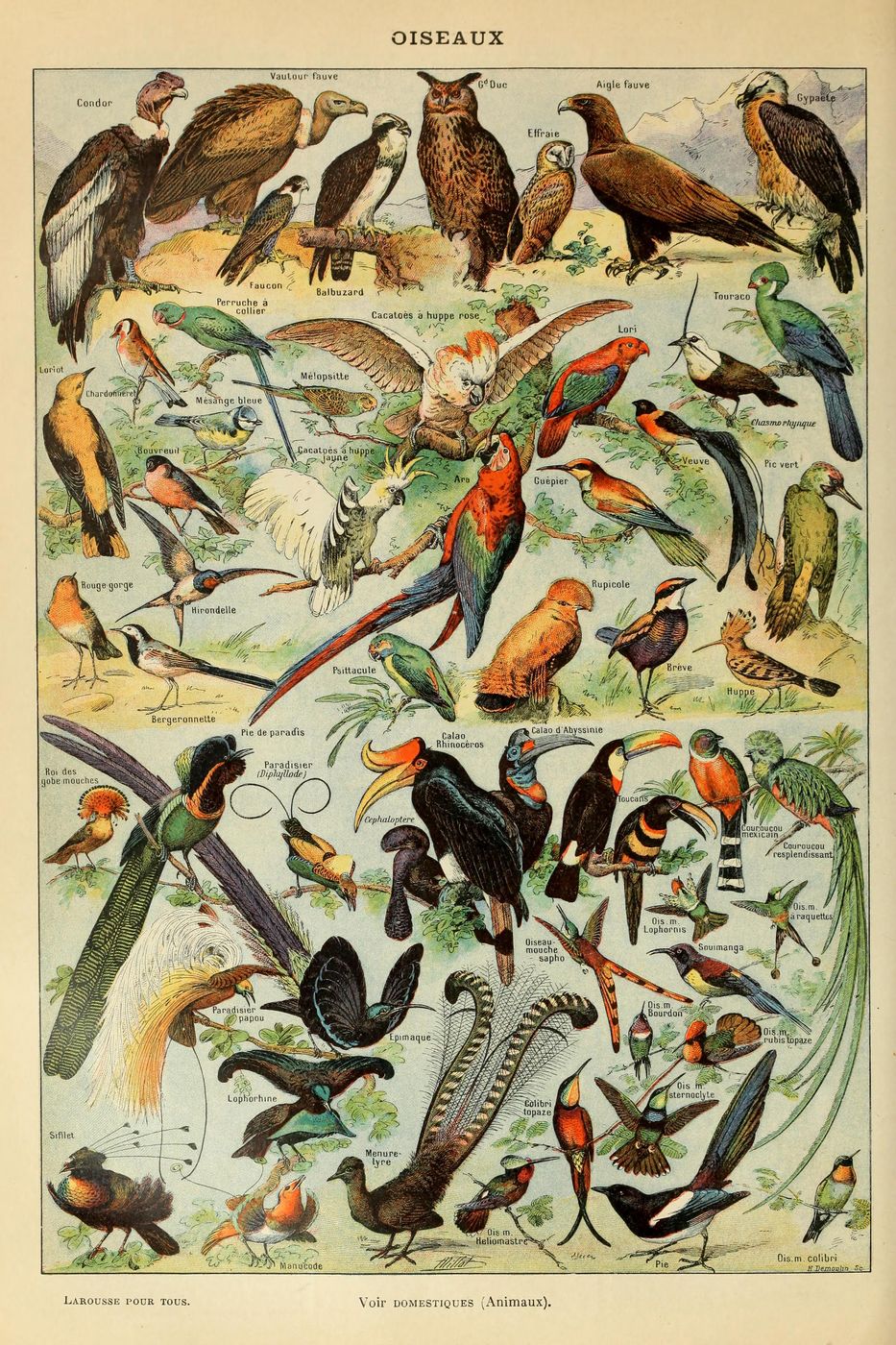 Oiseaux Pour Tous a - Adolphe Millot Natural History Print, Antique Larousse Illustration, Vintage Science Wall Art, Educational Poster