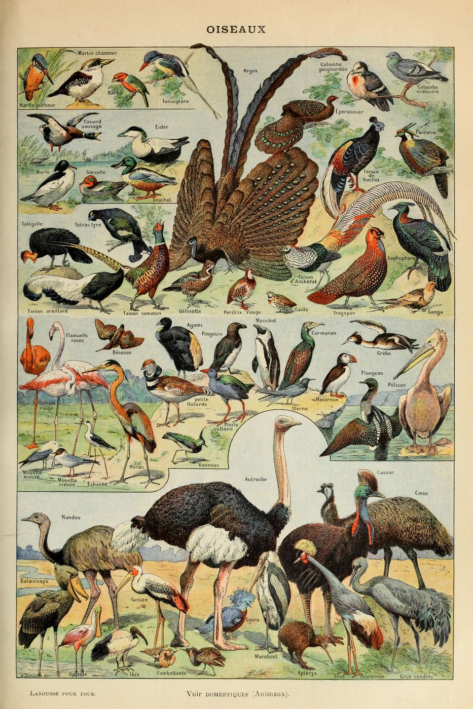 Oiseaux Pour Tous - Adolphe Millot Natural History Print, Antique Larousse Illustration, Vintage Science Wall Art, Educational Poster