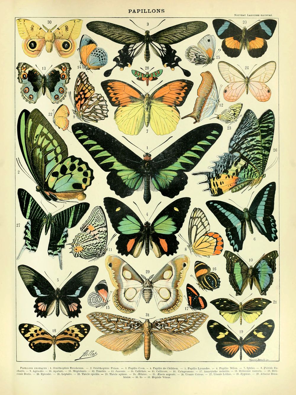 Papillons - Adolphe Millot Natural History Print, Antique Larousse Illustration, Vintage Science Wall Art, Educational Poster