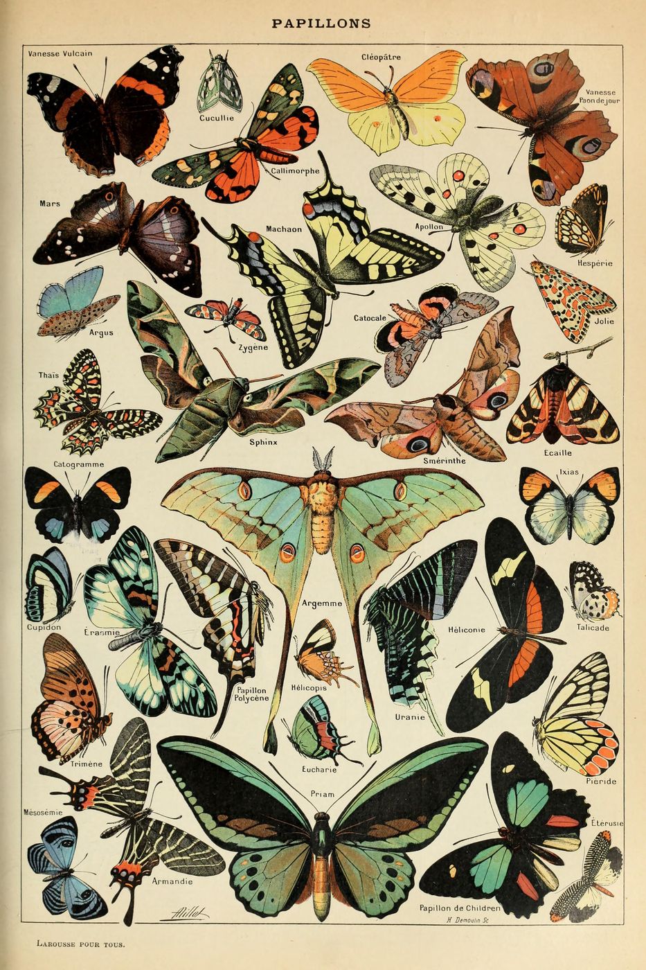 Papillons Pour Tous - Adolphe Millot Natural History Print, Antique Larousse Illustration, Vintage Science Wall Art, Educational Poster
