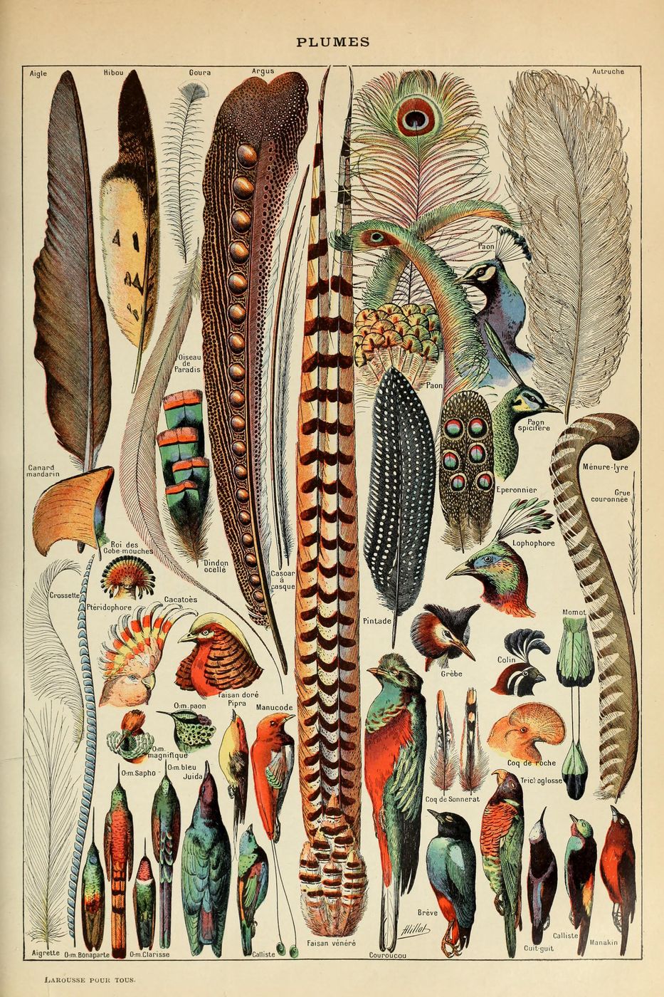 Plumes Pour Tous - Adolphe Millot Natural History Print, Antique Larousse Illustration, Vintage Science Wall Art, Educational Poster