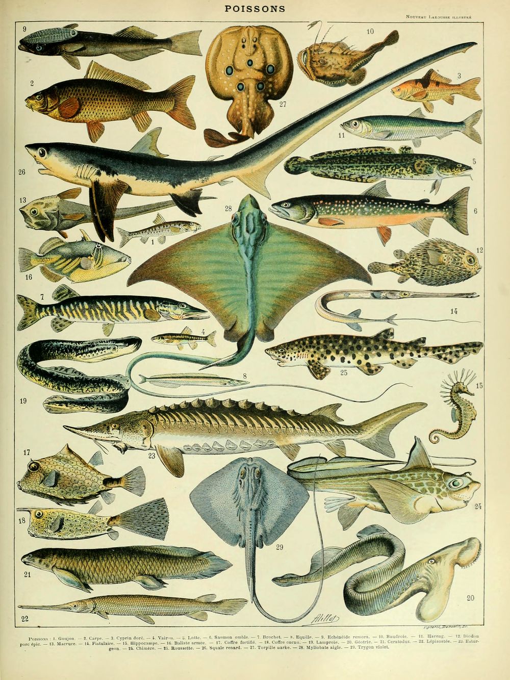 Poissons - Adolphe Millot Natural History Print, Antique Larousse Illustration, Vintage Science Wall Art, Educational Poster