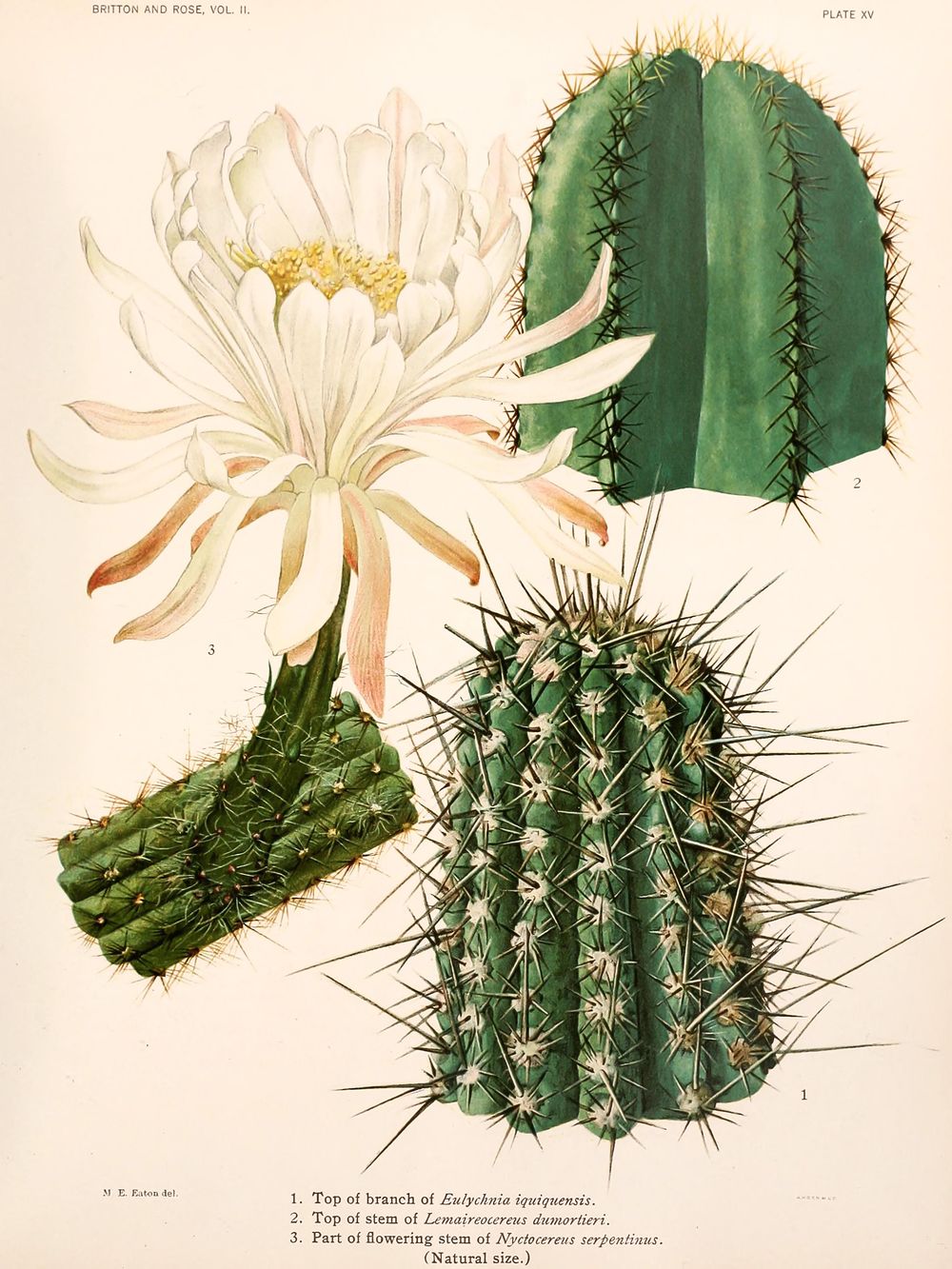 Vintage Cacti Botanical Print No. 18 - Cactus Flower Wall Art, Antique Desert Illustration, Boho Southwestern Decor