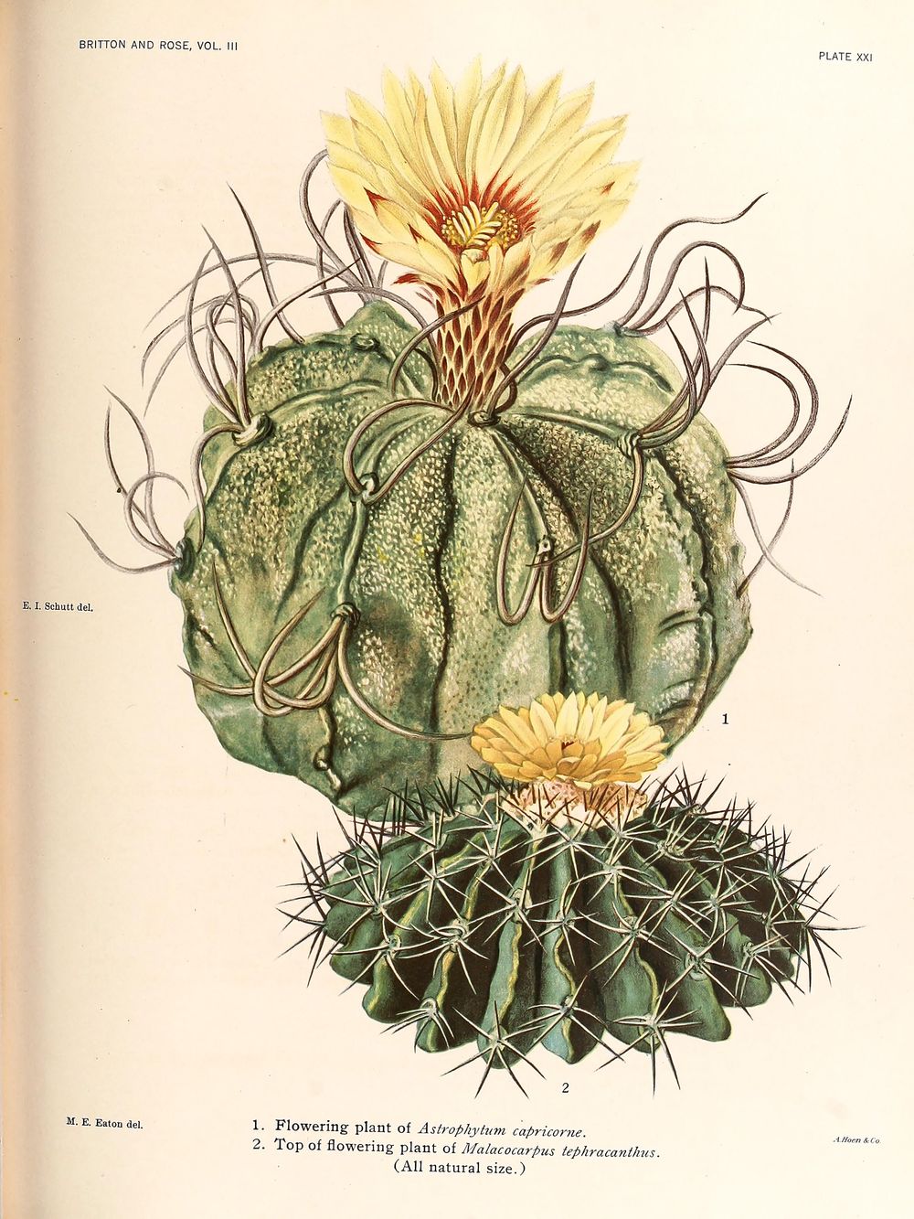 Antique Cactus Illustration No. 29 - Vintage Botanical Cacti Print, Cactus Wall Art, Boho Desert Decor, Southwestern Poster
