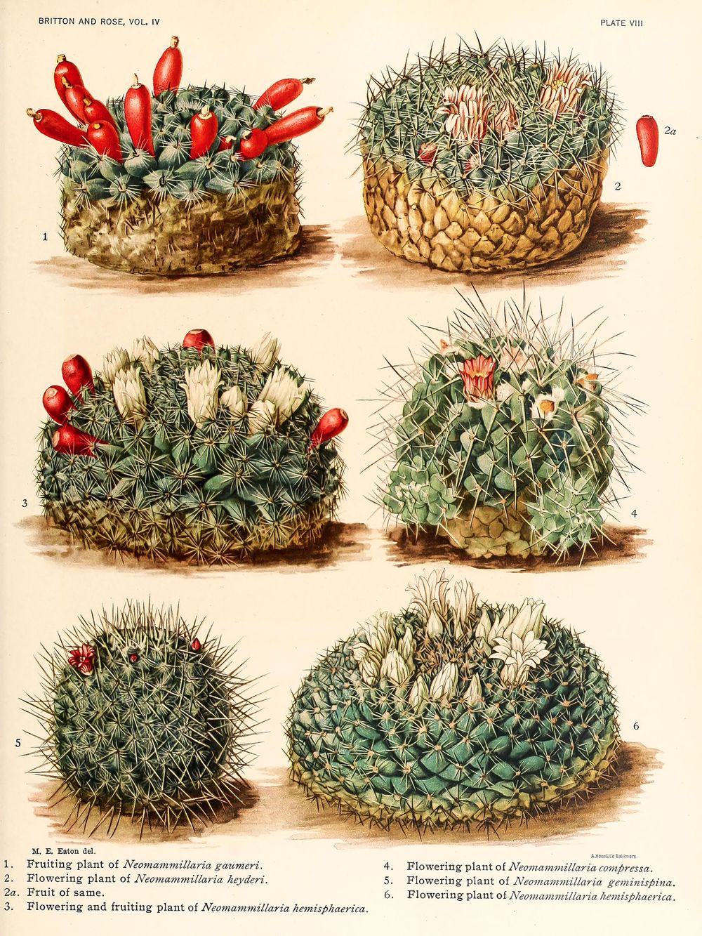Vintage Cactus Print No. 31 - Antique Botanical Cactus Illustration, Cactus Wall Art, Desert Boho Decor, Southwestern Print