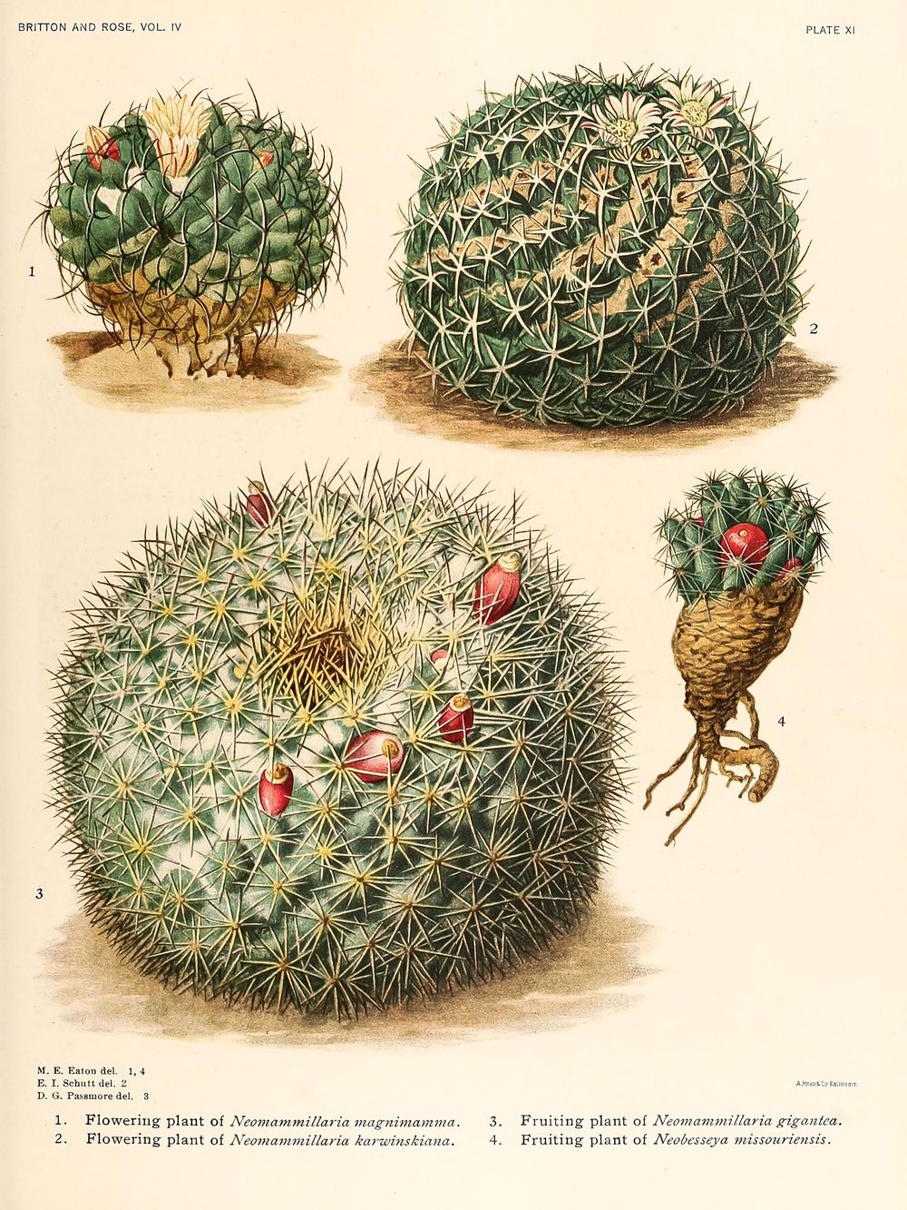Vintage Cacti Botanical Print No. 33 - Cactus Flower Wall Art, Antique Desert Illustration, Boho Southwestern Decor