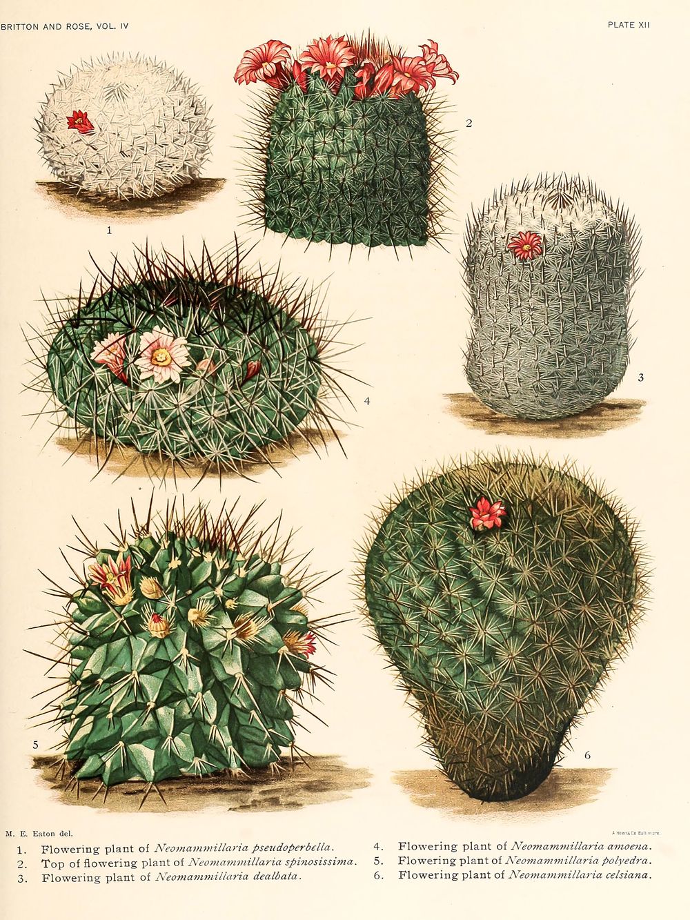 Vintage Cactus Print No. 34 - Antique Botanical Cactus Illustration, Cactus Wall Art, Desert Boho Decor, Southwestern Print