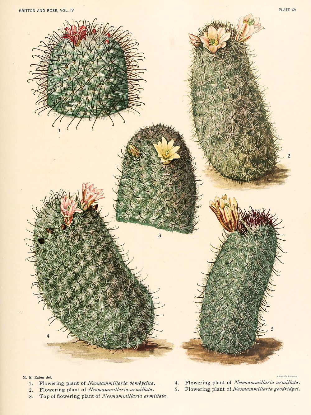 Vintage Cacti Botanical Print No. 36 - Cactus Flower Wall Art, Antique Desert Illustration, Boho Southwestern Decor
