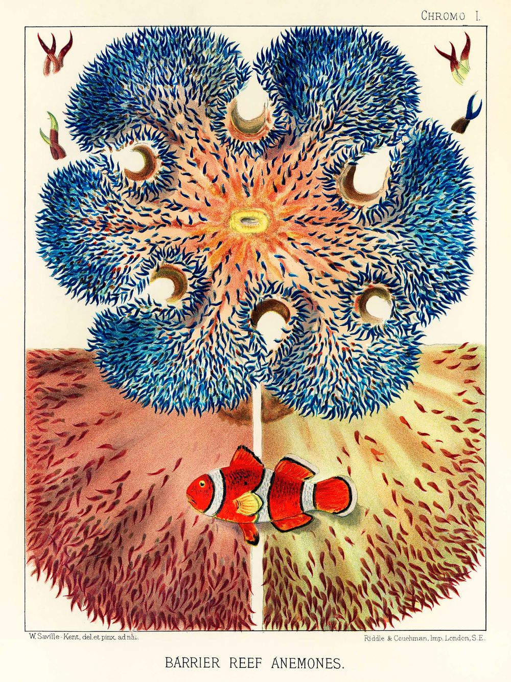 Anemones