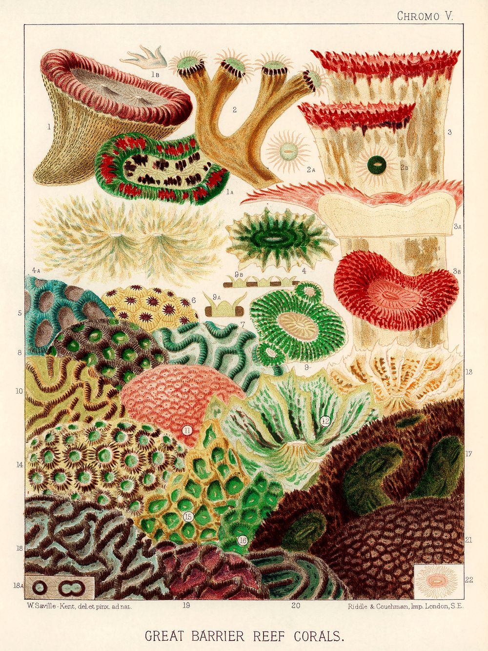 Coral